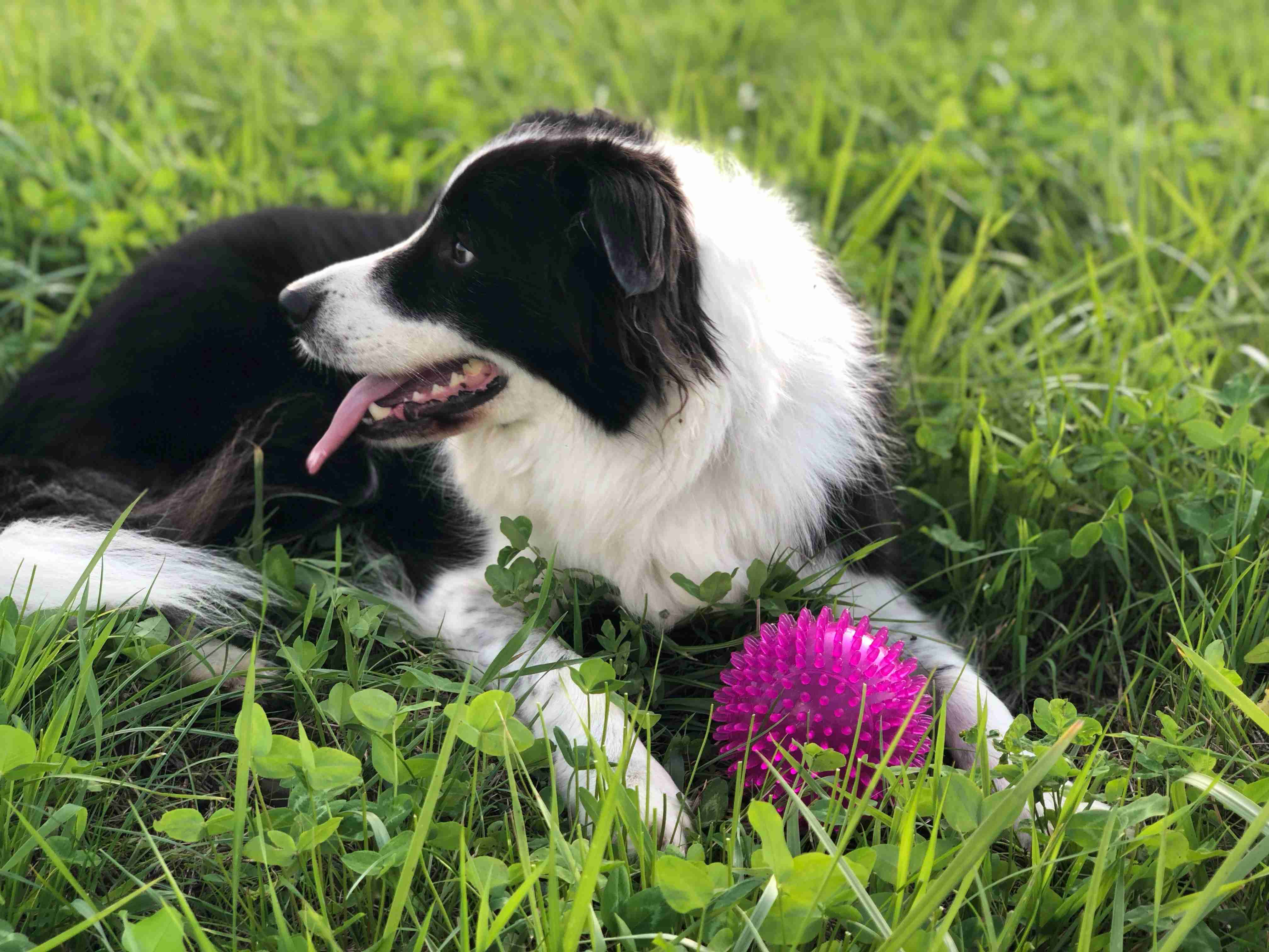 Happy Tummies: A Guide to Preventing Digestive Issues in Border Collies